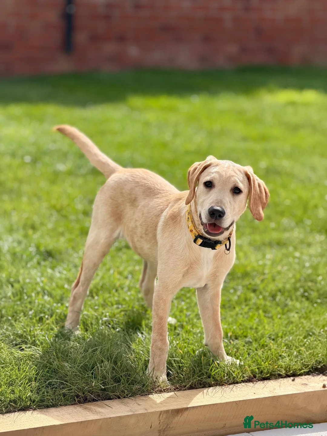 Labrador Retriever dogs for sale: 4 month old Labrador female - Advert 2