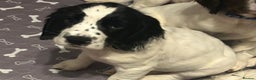 English Springer Spaniel dogs for sale: English Springer spaniel puppies for sale - Advert 11