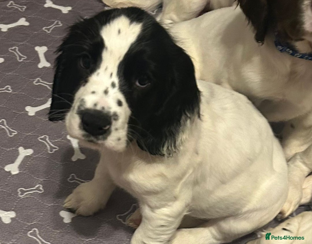 English Springer Spaniel dogs for sale: English Springer spaniel puppies for sale - Advert 11