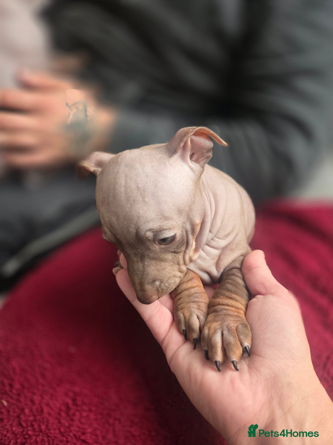 Mexican Hairless dogs for sale: American hairless terrier - Advert 13