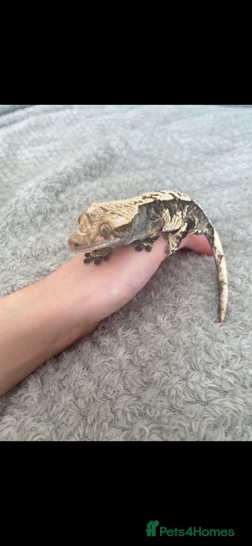 Gecko reptiles Crested Gecko - Advert 11