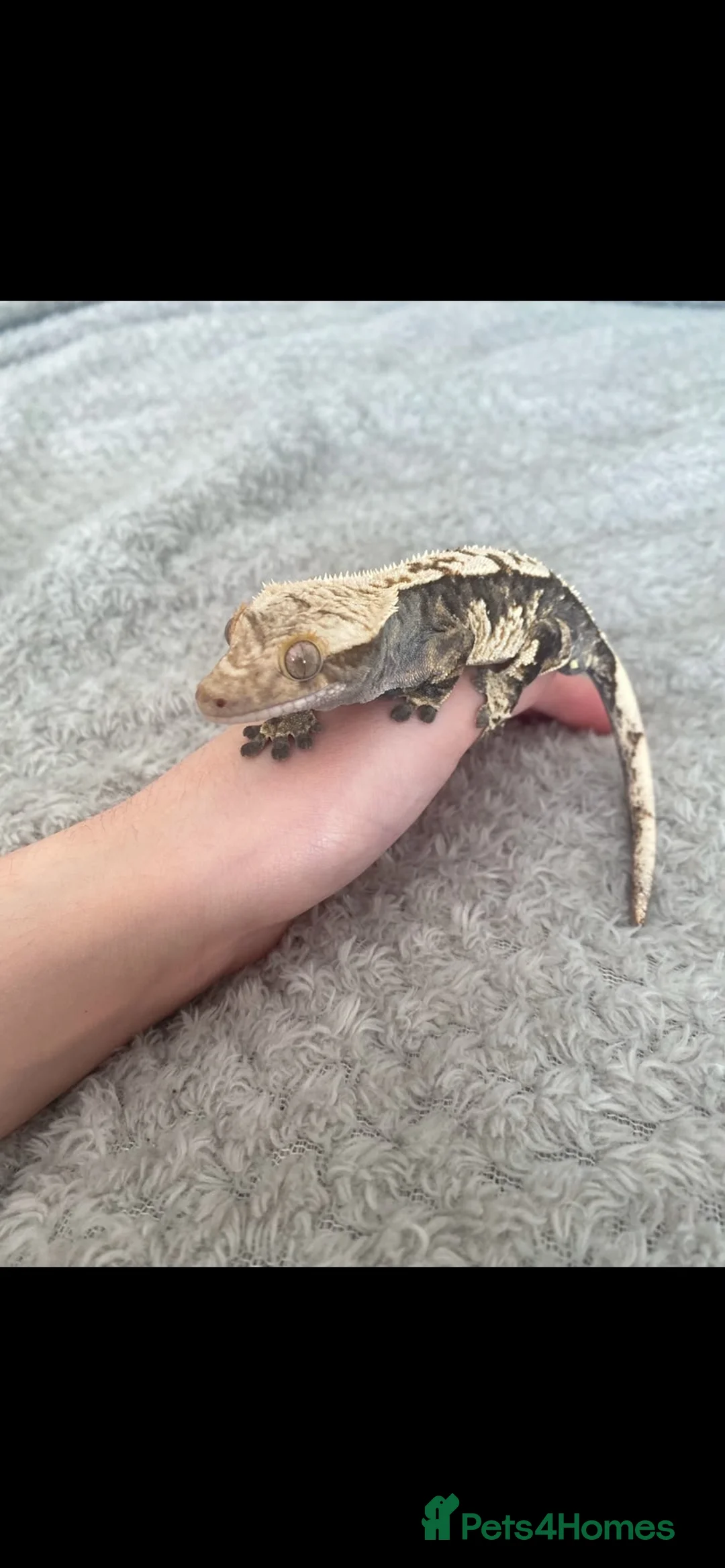 Gecko reptiles for sale: Crested Gecko in Ferndown - Advert 1