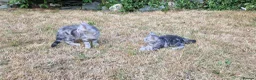 British Shorthair cats for sale: Lovely kittens - Advert 6