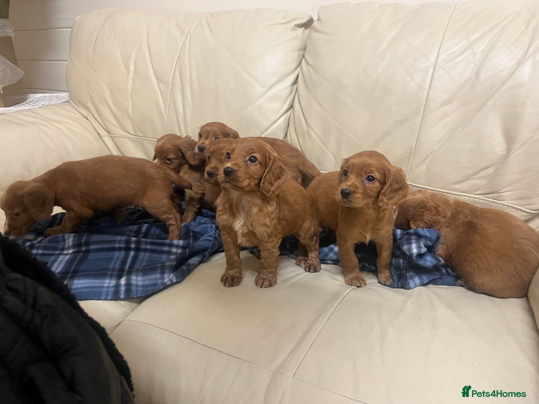 Cocker Spaniel dogs for sale: Stunning Cocker Spaniel Puppies - Advert 4