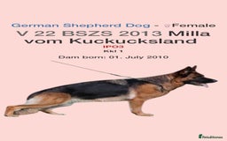 German Shepherd dogs for stud: KC Registered German Shepherd Stud in Stafford - Image 15