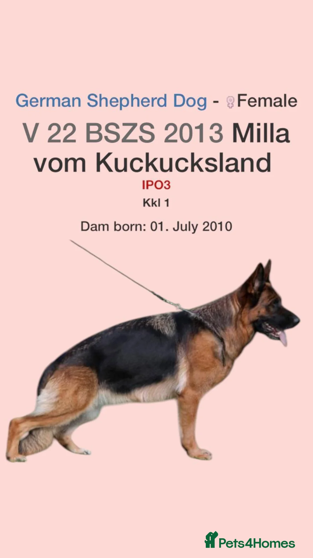 German Shepherd dogs for stud: KC Registered German Shepherd Stud in Stafford - Advert 15
