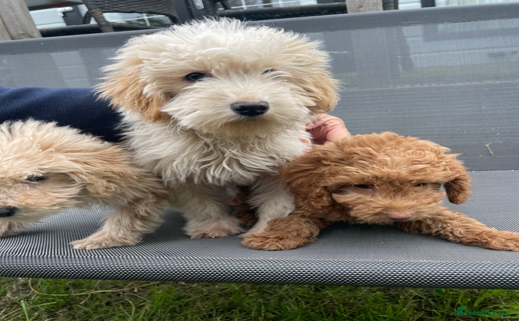 Cavapoo dogs - Advert 6