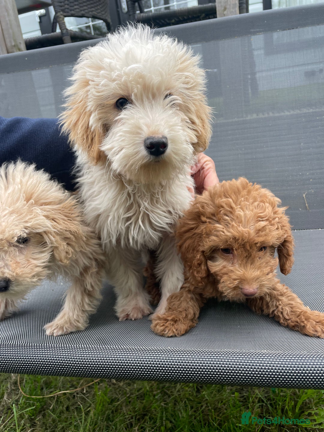 Cavapoo dogs for sale: F1b cavapoo - Image 1