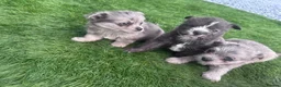 Mixed Breed dogs for sale: Pomchi shitzu puppies in Llanelli - Advert 5