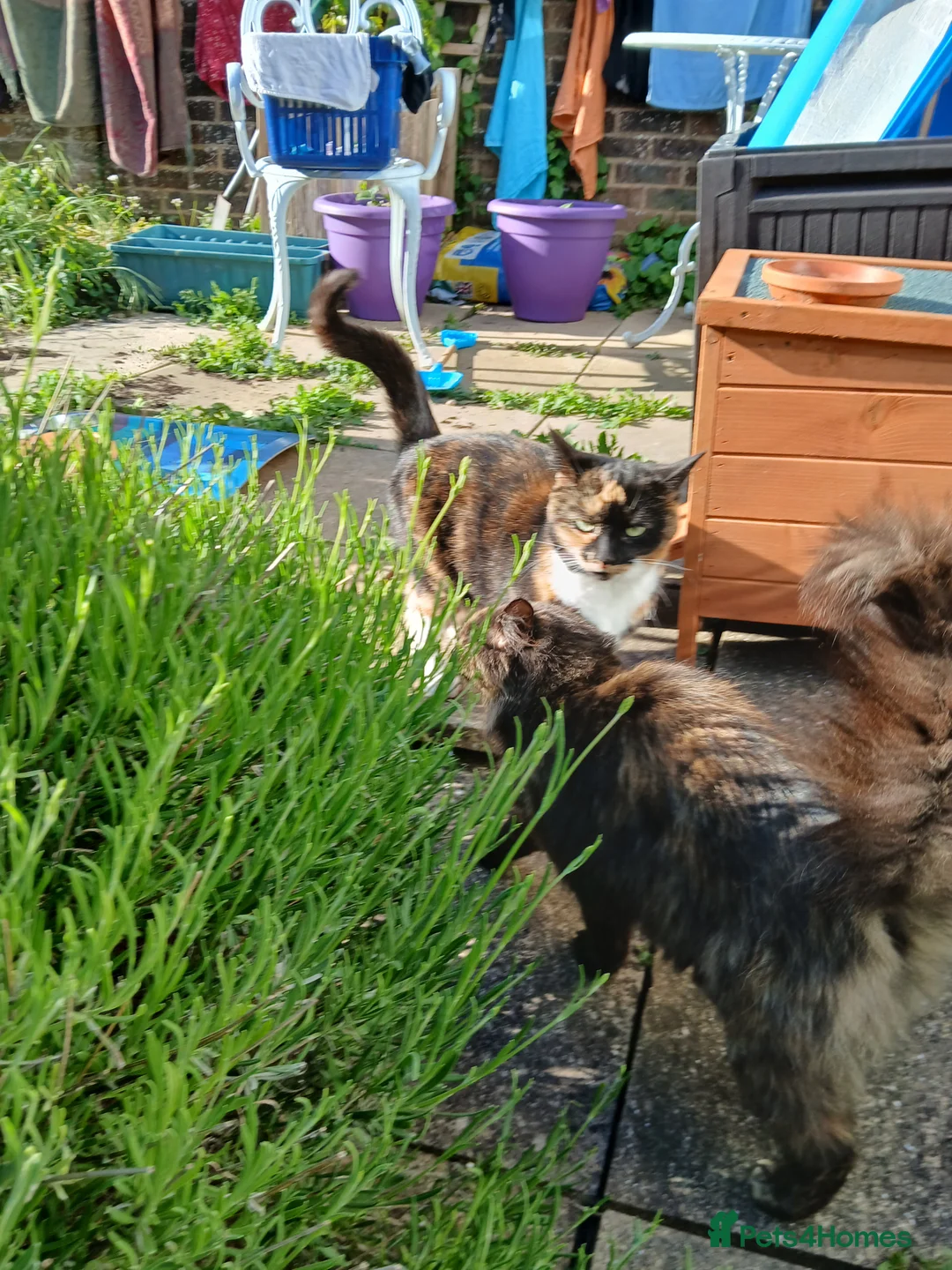Mixed Breed cats for sale: Sister cats for sale - Advert 10