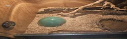 Corn Snake reptiles for sale: Corn snake with vivarium - Advert 2