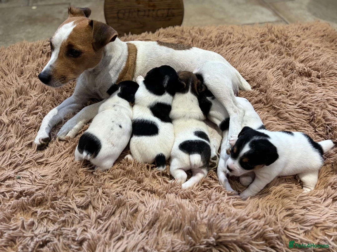 Jack Russell dogs for sale: JACK RUSSEL PUPPIES  - Advert 1