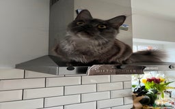 Maine Coon cats for sale: Maine coon kitten silver ticked girl TICA tested - Image 5