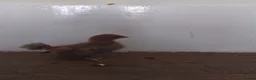 Chickens poultry for sale: *rare breed* Serama chicks in Derby - Advert 4