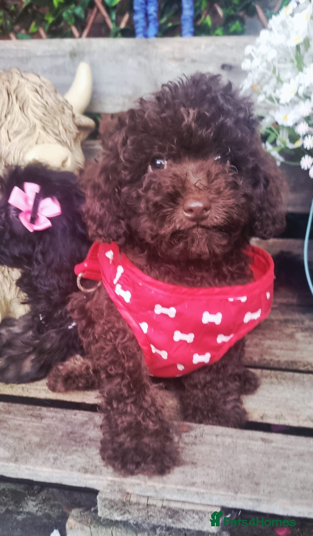 Cockapoo dogs Adorable flb cockapoo puppies  - Advert 1