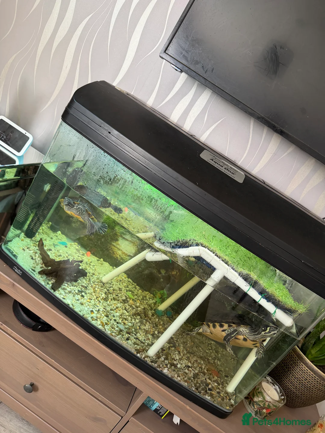 Turtle reptiles for sale: 2 turtles - Advert 5