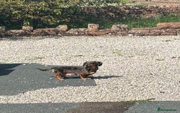 Dachshund dogs for sale: Tiny dachshund ready now! - Image 12