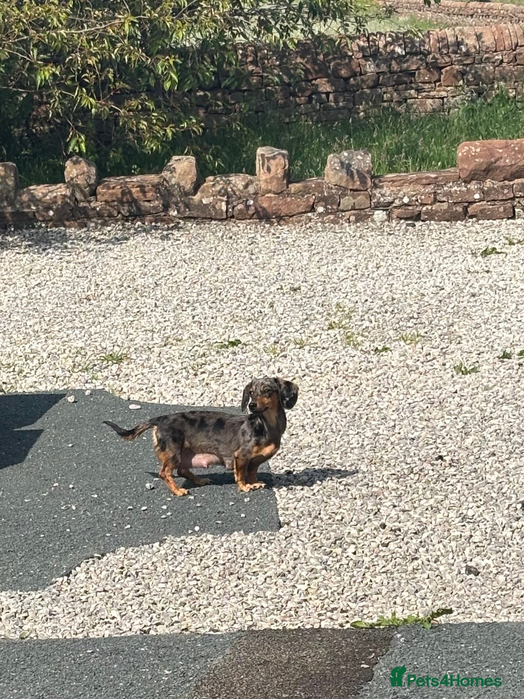 Dachshund dogs for sale: Tiny dachshund ready now! - Image 12
