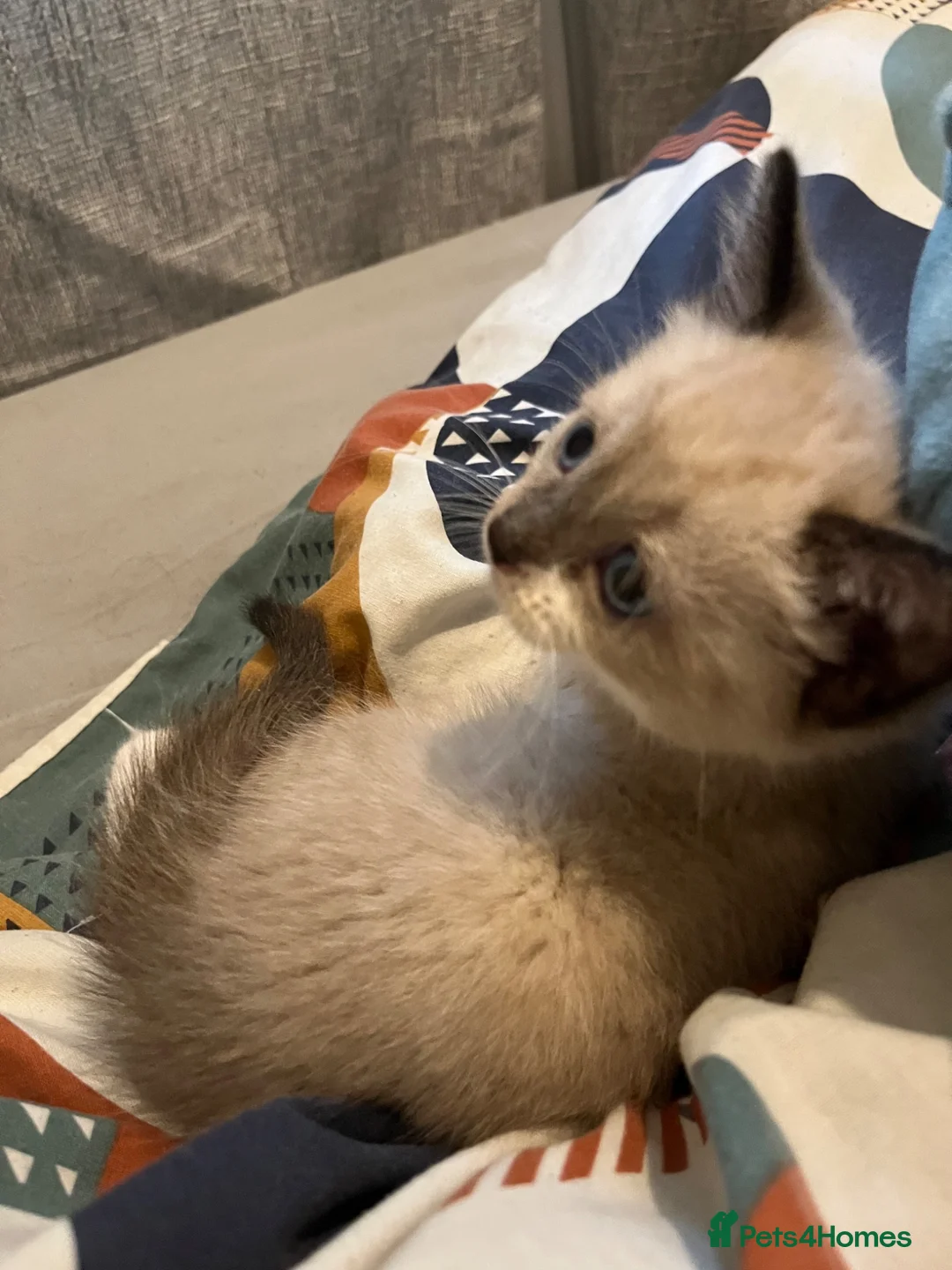 Mixed Breed cats for sale: Tabby ragdoll - Advert 2