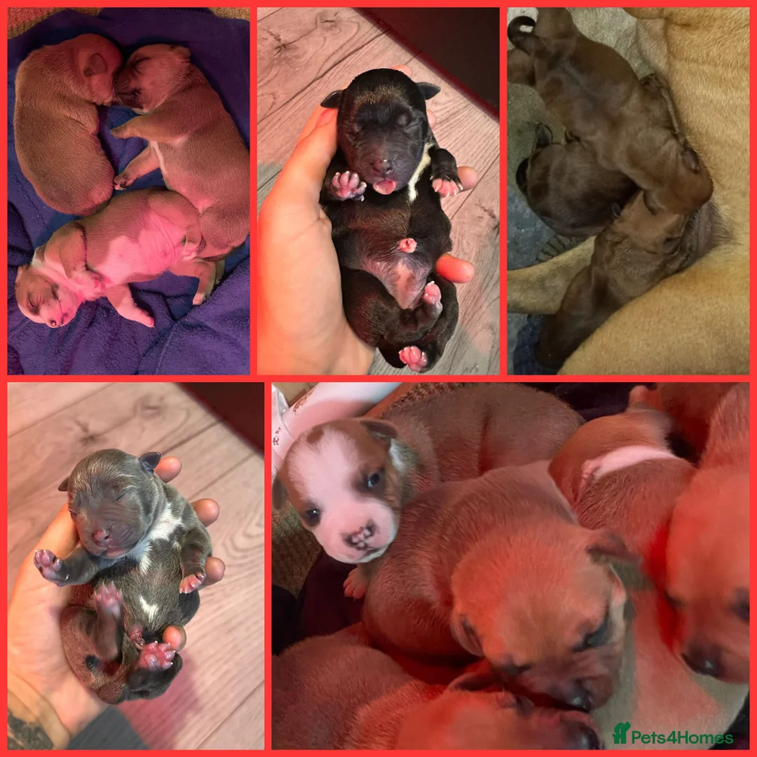 Staffordshire Bull Terrier dogs for stud: Red Staffordshire Bull Terrier Stud in Wolverhampton - Advert 14