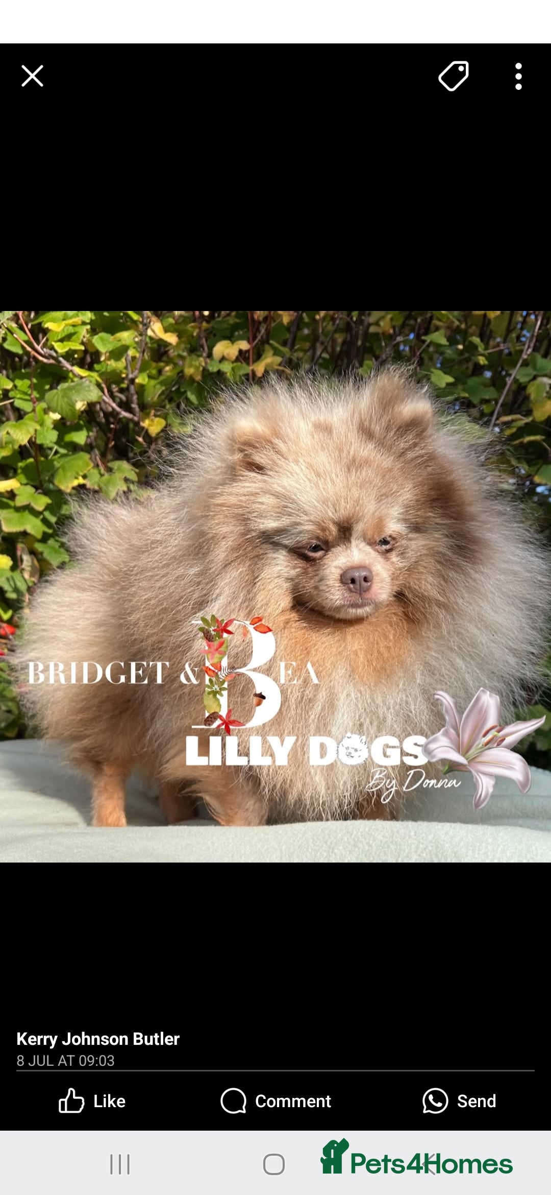 Pomeranian dogs for sale: Stunning pick of the litter Pomeranian Boy - Image 18