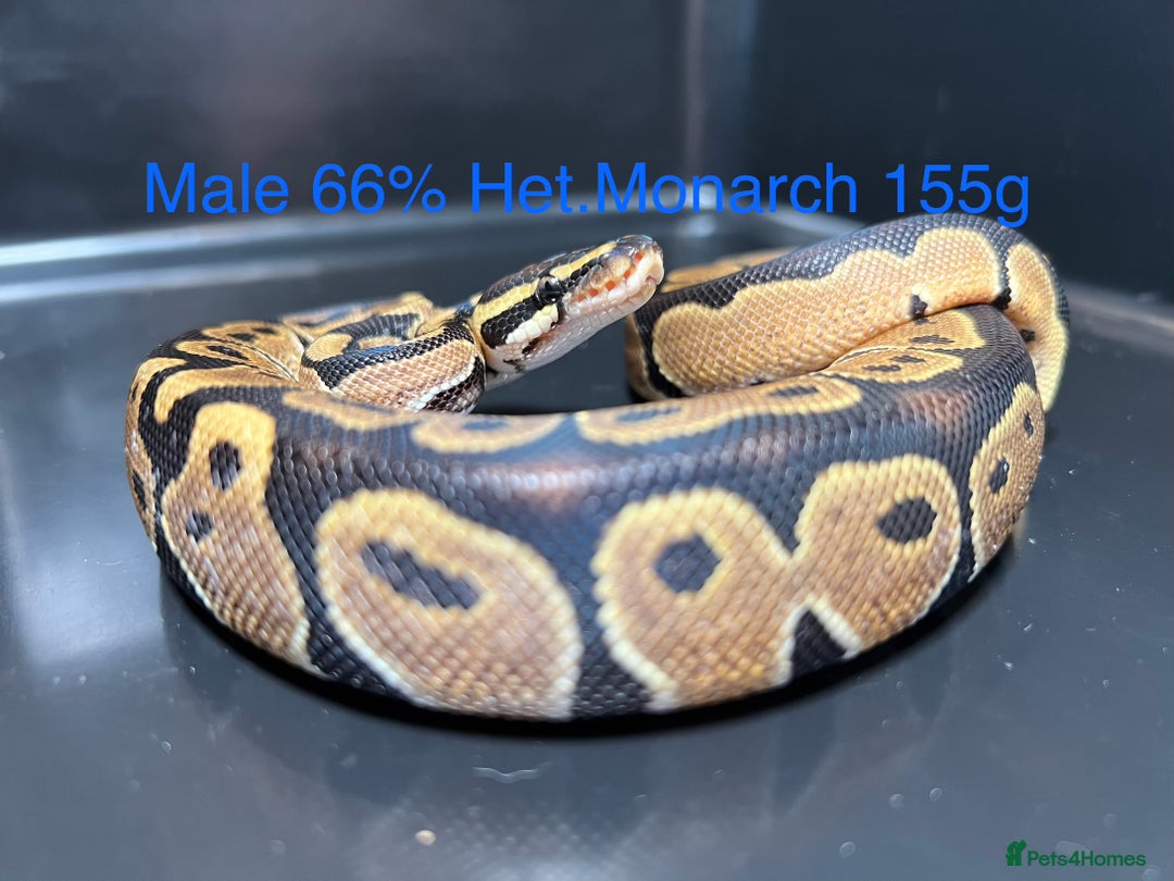 Python Snake reptiles for sale: Royal Pythons / Ball Pythons - Advert 3