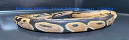 Python Snake reptiles for sale: Royal Pythons / Ball Pythons - Advert 3