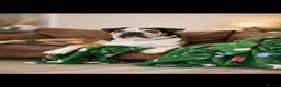 American Bulldog dogs for sale: big boy bruce  in Bilston - Advert 1