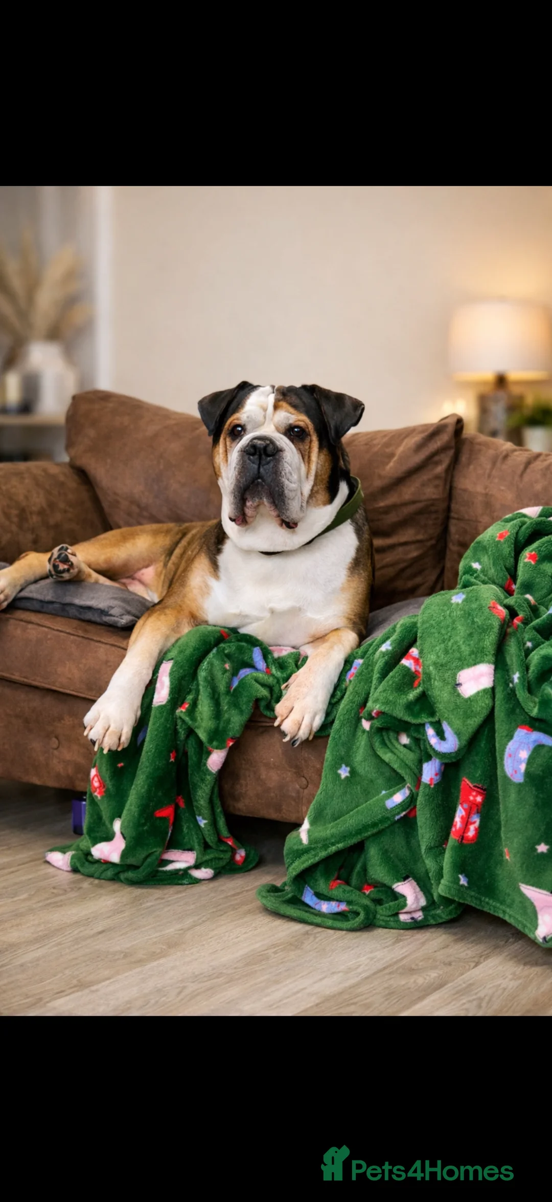 American Bulldog dogs for sale: big boy bruce  in Bilston - Advert 1