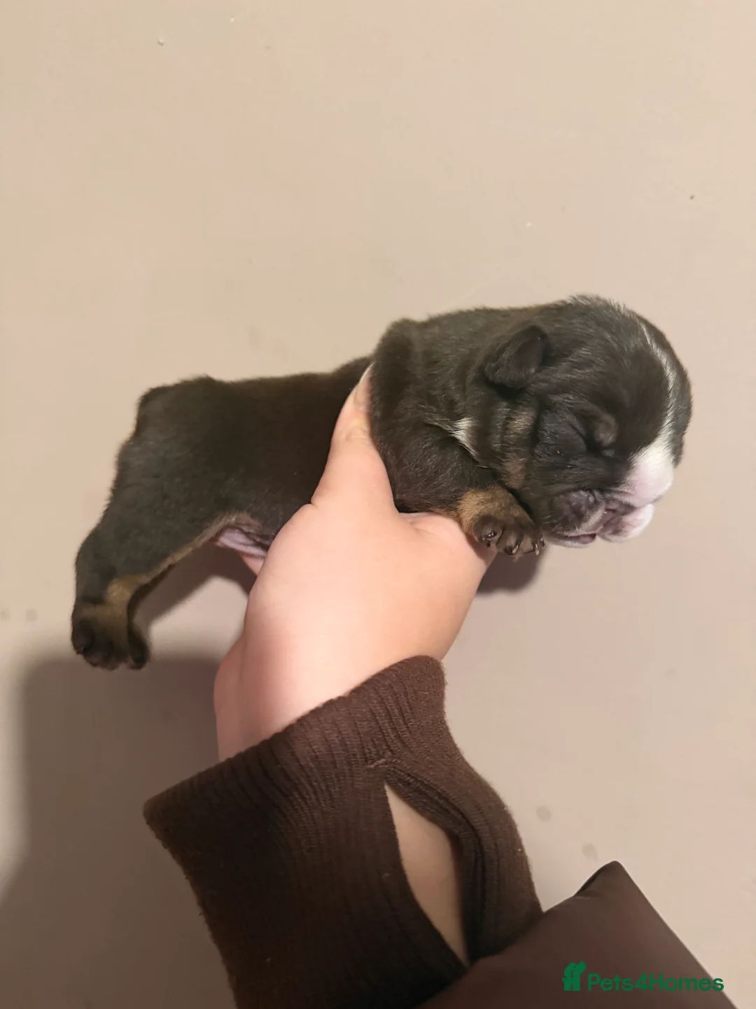 English Bulldog dogs for sale: ENGLISH BULLDOG PUPs FOR SALE🖤 - Advert 9