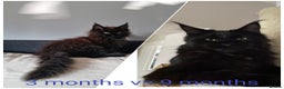Maine Coon cats for stud: Proven Champion bloodlines stud in Doncaster - Advert 19
