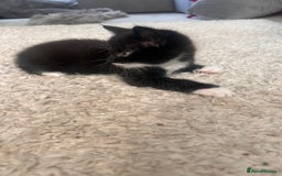Maine Coon cats for sale: 1/2 Maine coon, 1 boy left. 8 weeks & ready to go - Image 2
