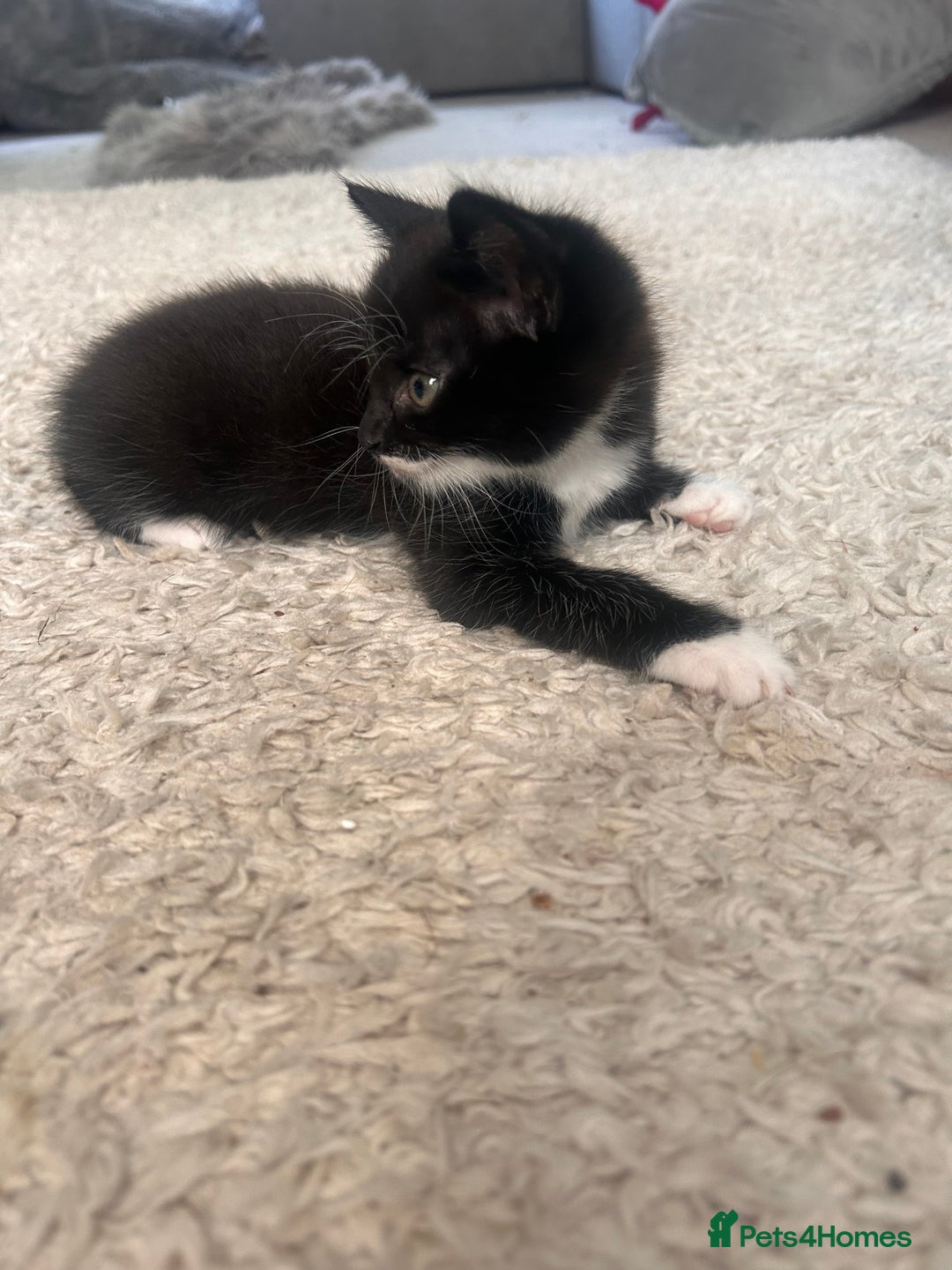 Maine Coon cats for sale: 1/2 Maine coon, 1 boy left. 8 weeks & ready to go - Image 2