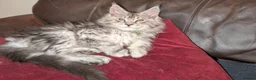 Maine Coon cats for sale: Mainecoon kittens  - Advert 12