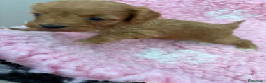 Cavapoo 3
