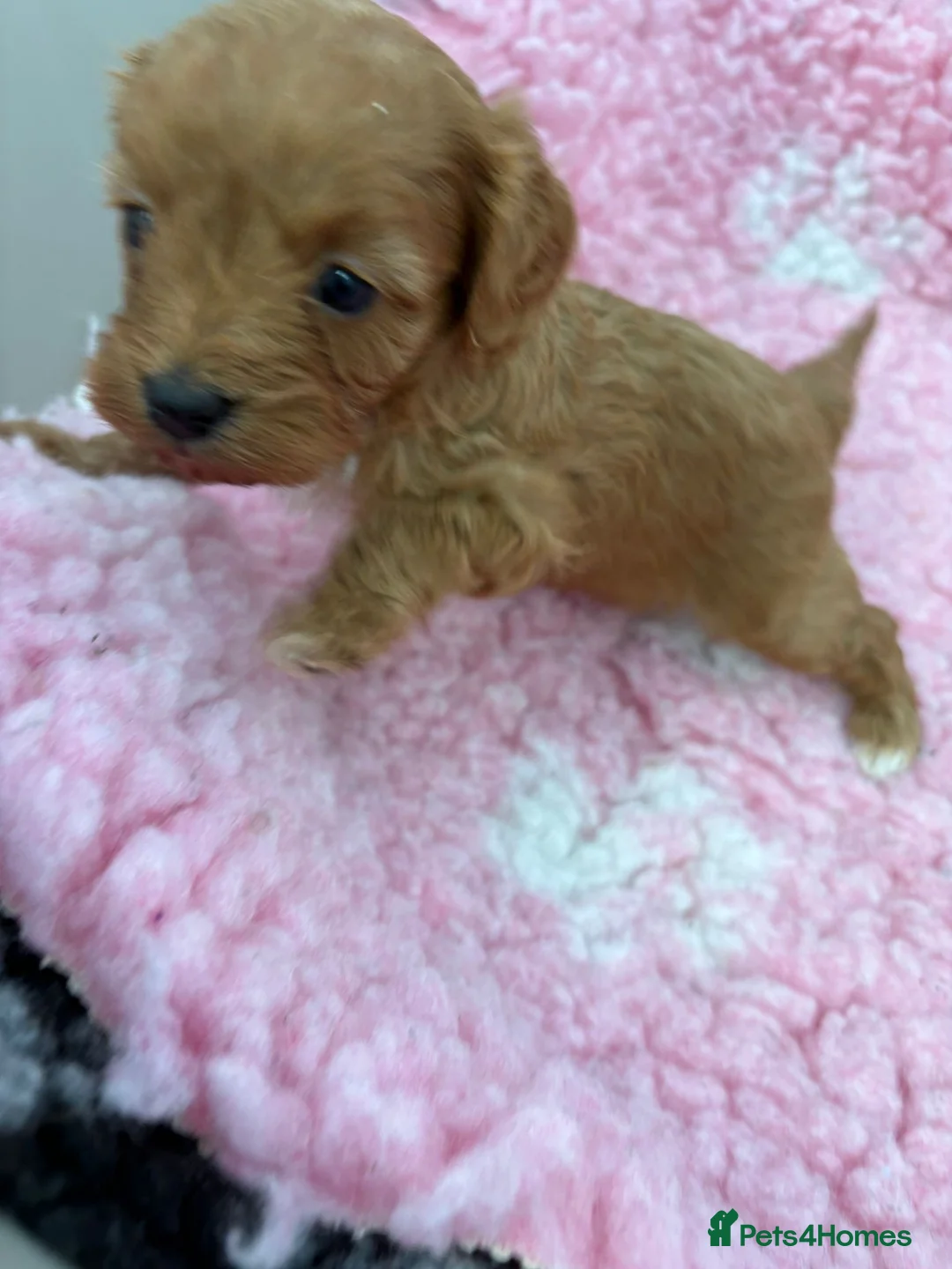 Cavapoo dogs for sale: F1 toy cavapoos - Advert 5