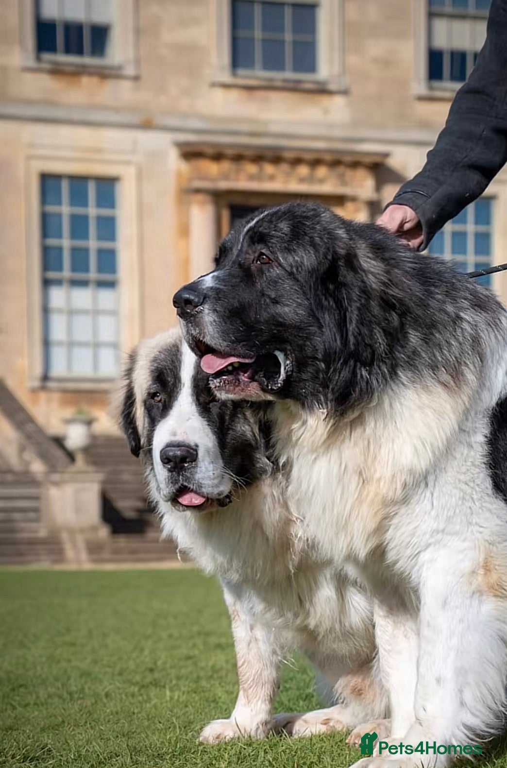 Pyrenean Mastiff dogs Incredible KC registered Pyrenean Mastiffs - Advert 2