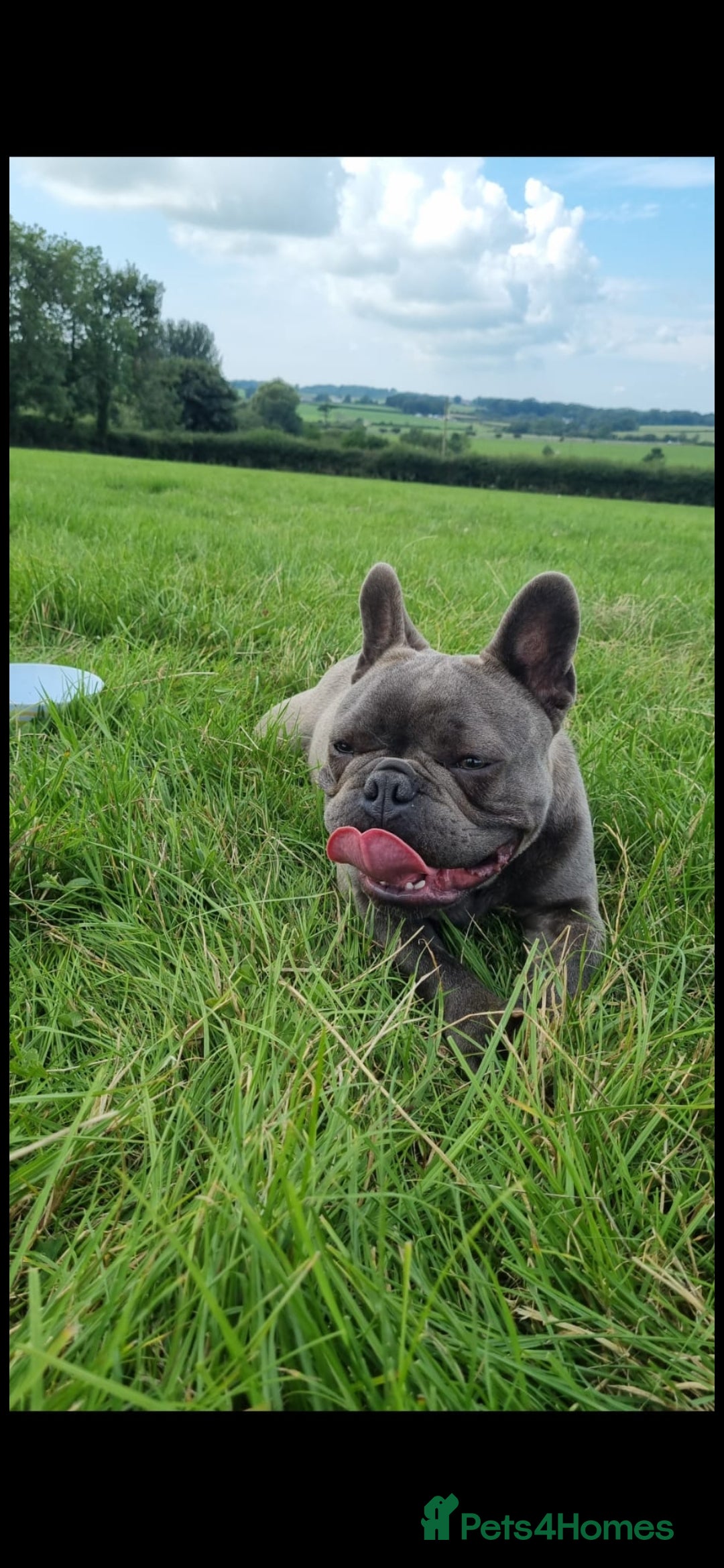 French Bulldog dogs Kc reg blue french bulldog boy in Llanfairpwllgwyngyll - Advert 1