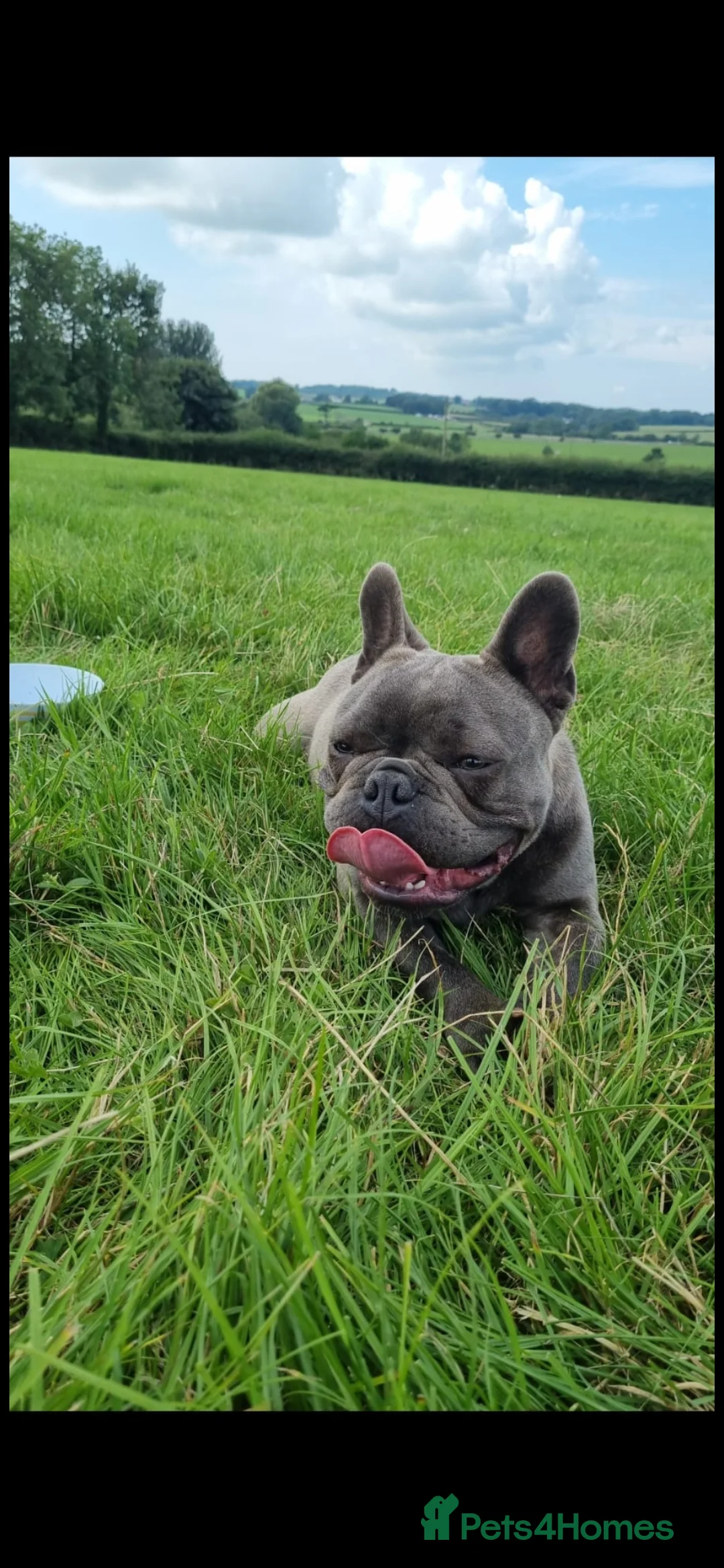 French Bulldog dogs for sale: Kc reg blue french bulldog boy in Llanfairpwllgwyngyll - Advert 1