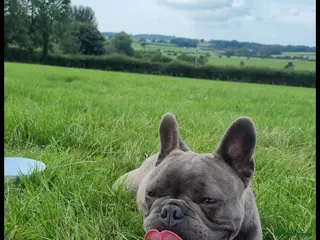 French Bulldog dogs Kc reg blue french bulldog boy in Llanfairpwllgwyngyll - Advert 3