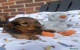 Miniature Dachshund dogs for sale: Amazing Champ Bloodlines Mini Dachshunds ✨ - Image 32