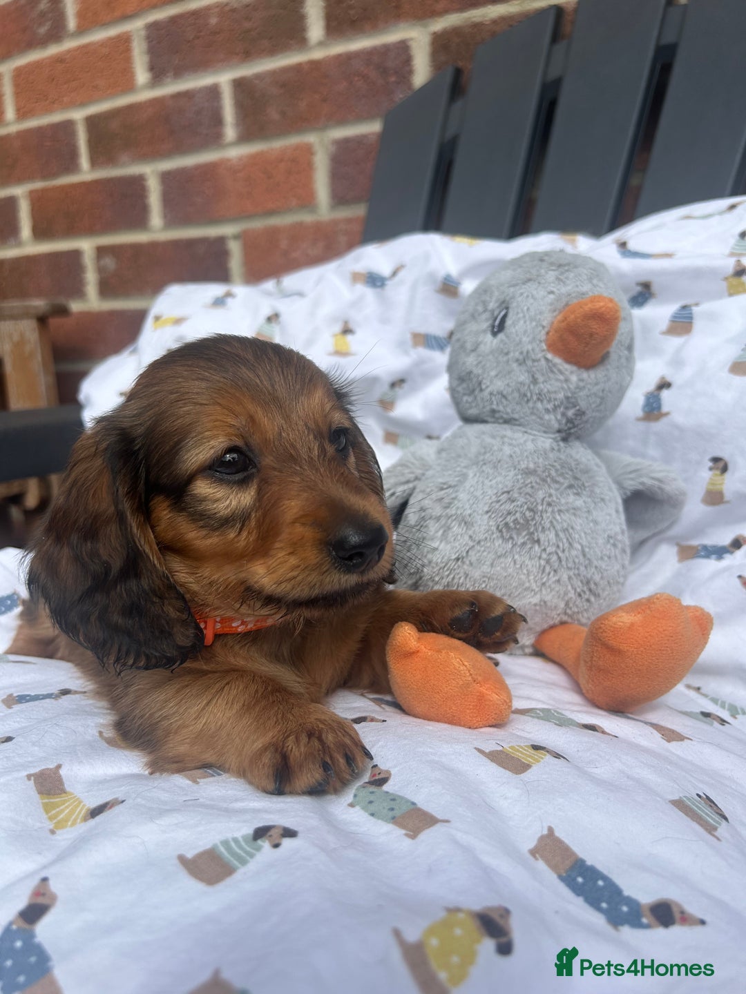 Miniature Dachshund dogs for sale: Amazing Champ Bloodlines Mini Dachshunds ✨ - Image 32