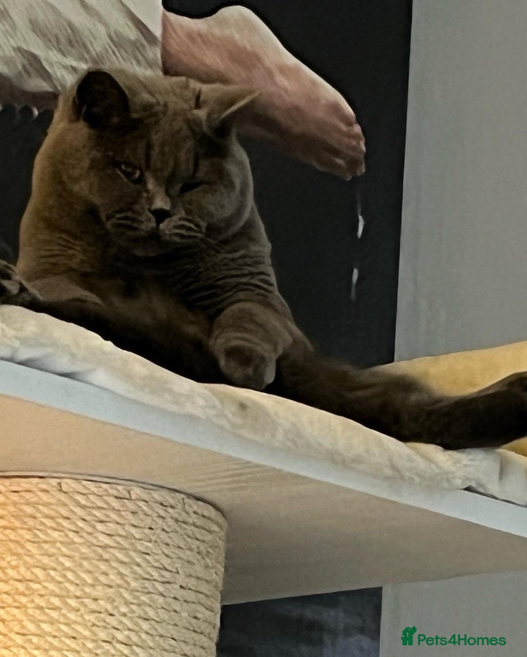 British Shorthair cats for sale: Teddy  - Image 4