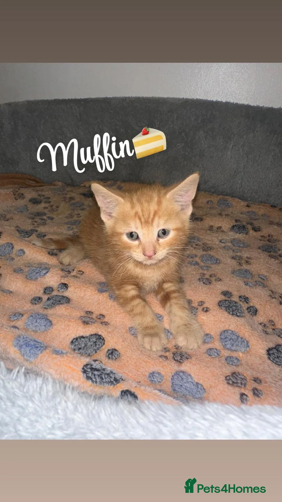 Mixed Breed cats for sale: Kitten Ready To Go 🐾⭐️ - Advert 8