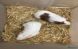 Guinea Pig rodents for sale: Baby Male Guinea Pigs - Image 1