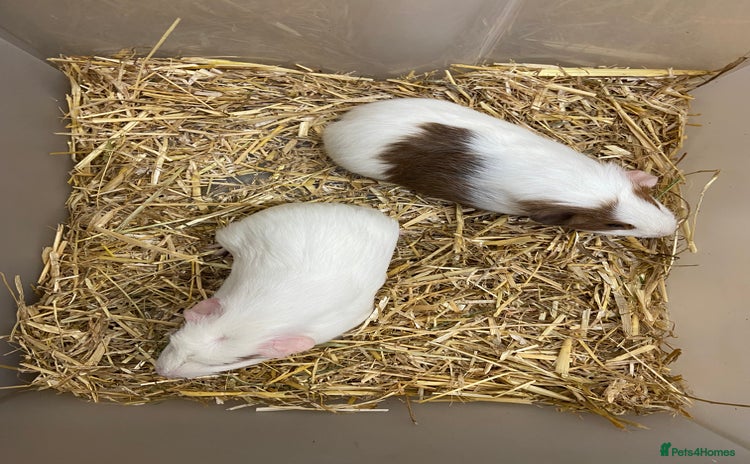Guinea Pig rodents - Advert 1