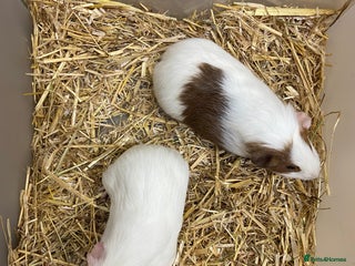 Guinea Pig rodents - Advert 32