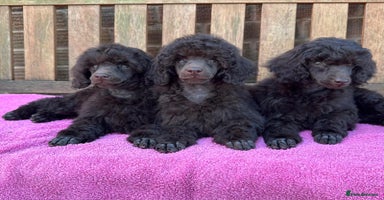 Miniature Poodle dogs in Worcester - Advert 5