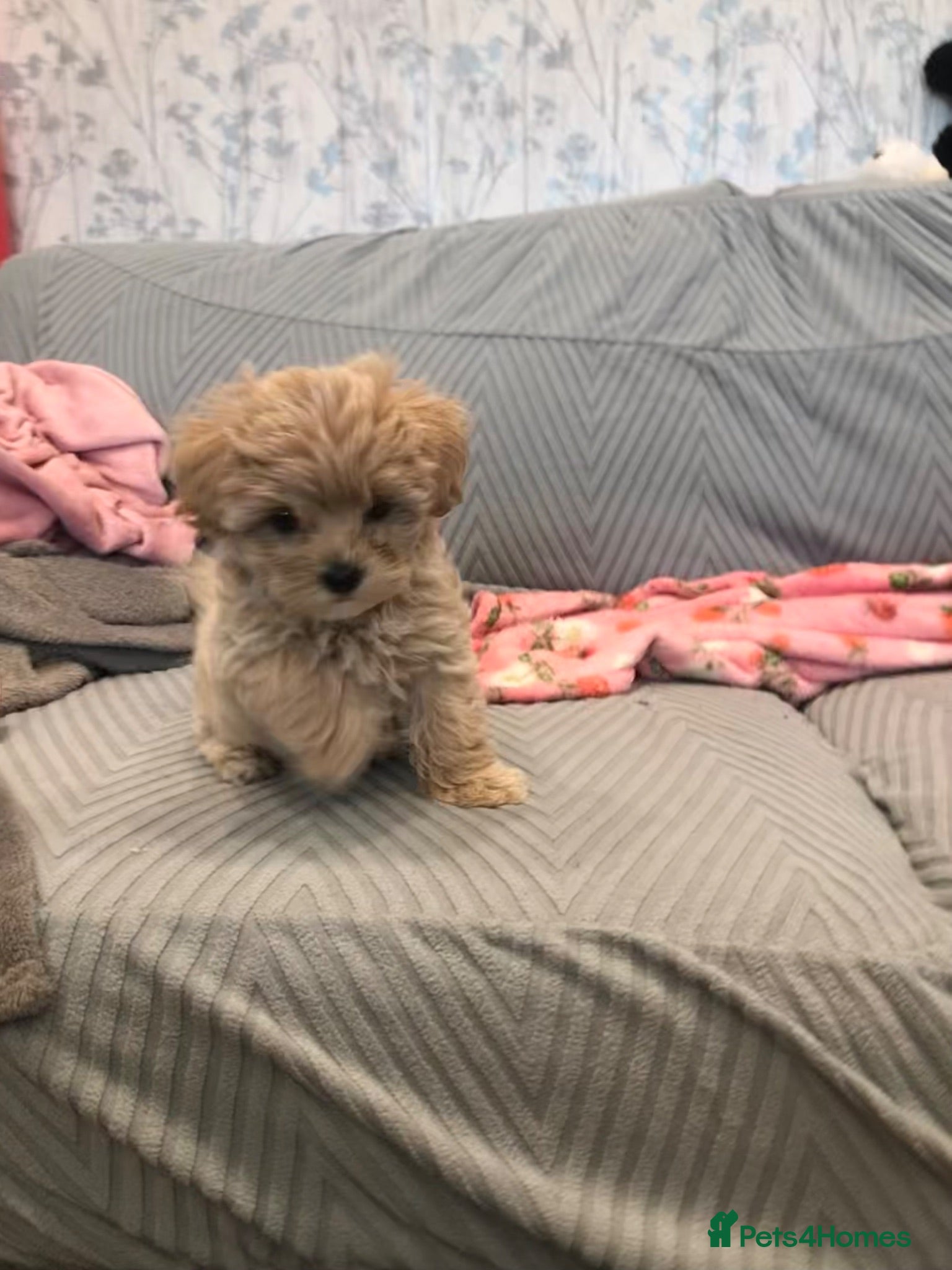 Maltipoo dogs Tiny F2 Maltipoo puppies  - Advert 18