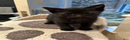 Mixed Breed cats for sale: READY FOR OUR NEW FAMILY  - Advert 6